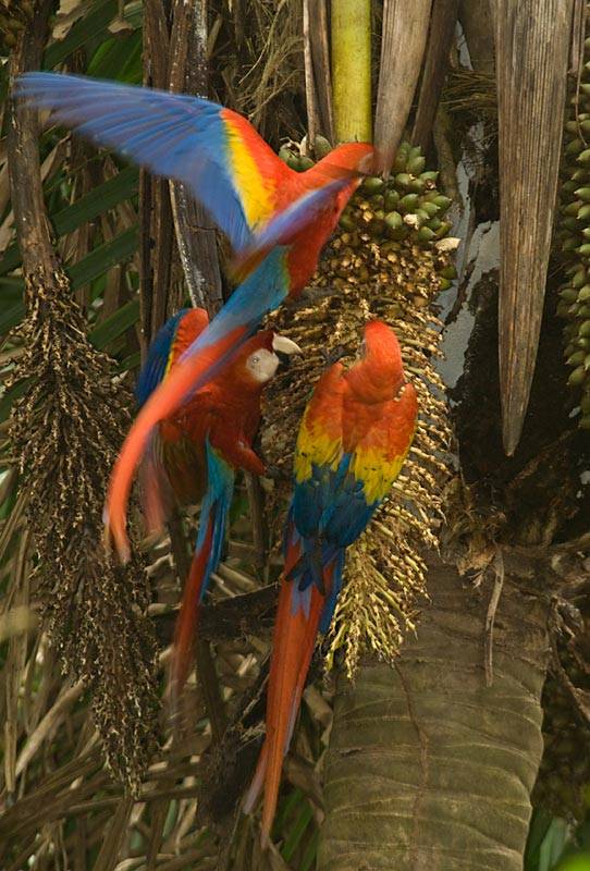 BAS38 - Scarlet Macaw Feeding Frenzy 1ﾠ©2008 Barbara Swanson